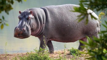 Kuda Nil, 16 juta tahun. Sebuah studi telah mengkonfirmasi bahwa kuda nil terkait dengan paus dalam hal mamalia. Paus definitif pertama berasal dari sekitar 53 juta tahun yang lalu, tetapi kuda nil hanya 16 juta tahun. Jarak antara nenek moyang paus dan kuda nil sekitar 40 juta tahun. (Foto: Brightside)