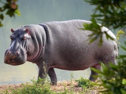 Ternyata Hewan-hewan Ini Sudah Jutaan Tahun Ada Sebelum Manusia