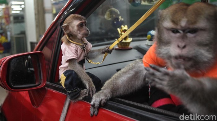 Melihat Aksi  Lucu  Monyet  Peliharaan di Bekasi
