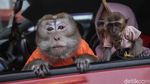 Melihat Aksi Lucu Monyet Peliharaan di Bekasi