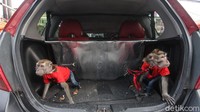 Selain Bombom dan Mysel, Andi juga membawa dua monyet lainnya di belakang mobil.