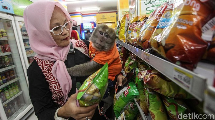 Melihat Aksi Monyet Bombom Belanja di Minimarket Seekor monyet ekor panjang bernama Bombom diajak pemiliknya Andi berbelanja di minimarket di Cikarang, Jawa Barat. Yuk lihat.