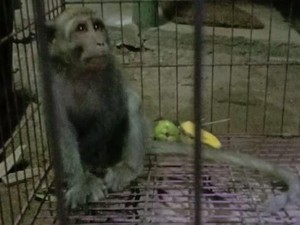 Seekor Monyet Pencuri Telur dan Anak Ayam di Ponorogo Ditangkap
