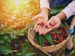 Tips Kendalikan Hama Kopi Sejak dari Pembenihan