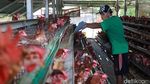 Peternak Ayam Petelur Bertahan di Tengah Pandemi Corona