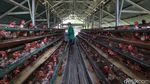 Peternak Ayam Petelur Bertahan di Tengah Pandemi Corona