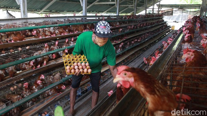 Peternak ayam petelur turut terdampak pandemi COVID-19. Harga telur yang fluktuatif membuat para peternak itu putar otak agar dapat bertahan di masa pandemi.