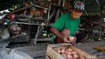 Peternak Ayam Petelur Bertahan di Tengah Pandemi Corona