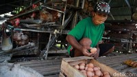 Diketahui, selama pandemi Covid-19 harga telur ayam terpantau naik-turun. Sempat naik mencapai Rp24.000 per kilogram, kini harga telur eceran pada kisaran Rp18.500 per kilogram.