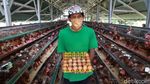 Peternak Ayam Petelur Bertahan di Tengah Pandemi Corona