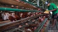 Seorang peternak ayam petelur tengah mengambil telur di peternakannya yang berada di kawasan Gunung Sindur, Kabupaten Bogor, Jawa Barat, Rabu (7/10/2020).