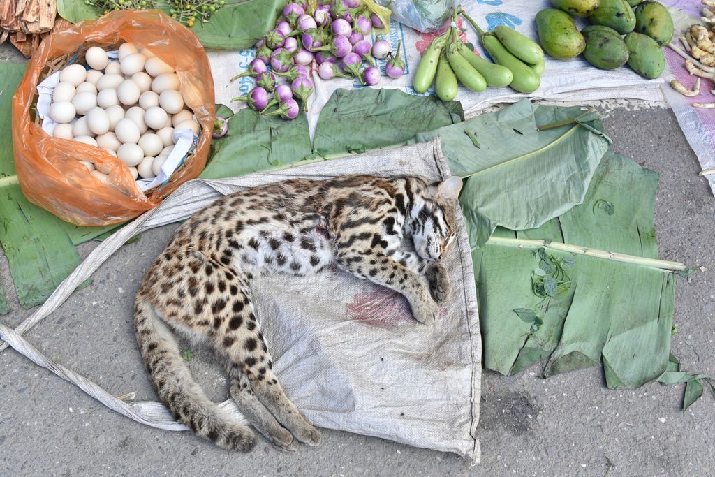 Pria Ini Nekat Makan Penis Harimau Mati Untuk Tingkatkan Libido