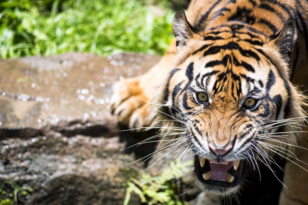 Pria Ini Nekat Makan Penis Harimau Mati Untuk Tingkatkan Libido