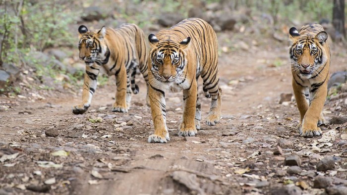 Pria Ini Nekat Makan Penis Harimau Mati Untuk Tingkatkan Libido