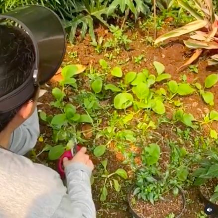 Puan Maharani Hobi Berkebun