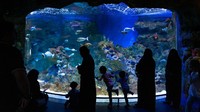 Arab Saudi juga memiliki destinasi wisata buatan. Ini Fakieh Aquarium, Anda bisa melihat aquarium yang super besar yang memiliki 200 spesies hewan laut.