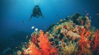Diving di Jeddah. Arab Saudi juga memiliki destinasi menyelam. Anda bisa melihat aneka hewan laut, pari dan lain-lain juga karang laut khas Laut Merah.