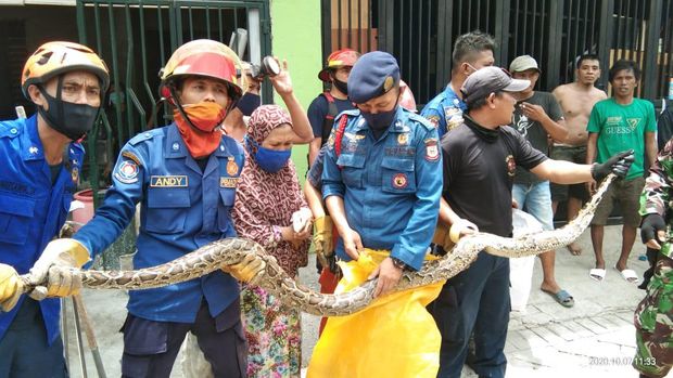 Tim Damkar Makassar saat mengevakuasi ular sanca 4 meter dari plafon rumah warga