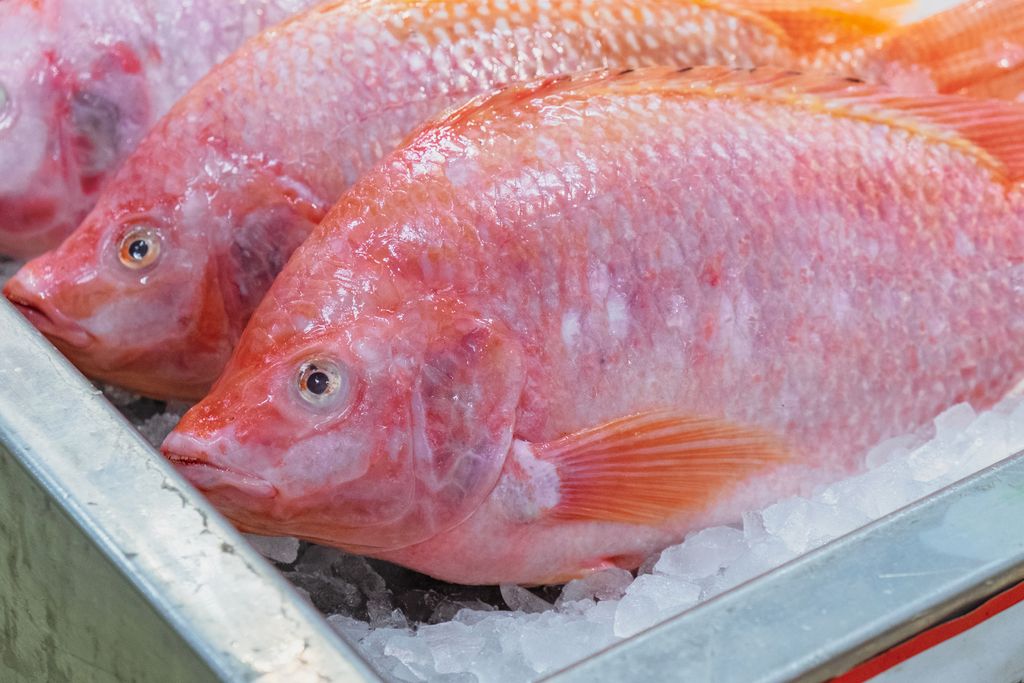 Ikan NIla Bakar Pedas Manis Ikan NIla Bakar Pedas Manis