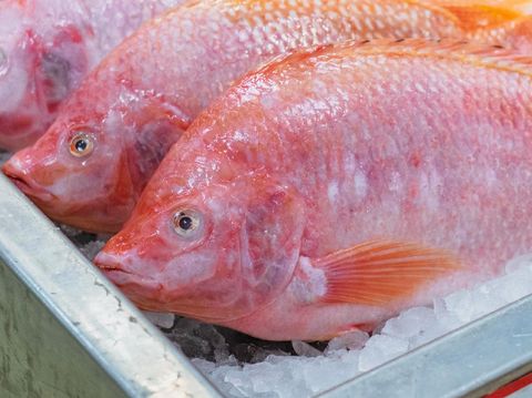 Apa Saja Makanan Ikan Nila
