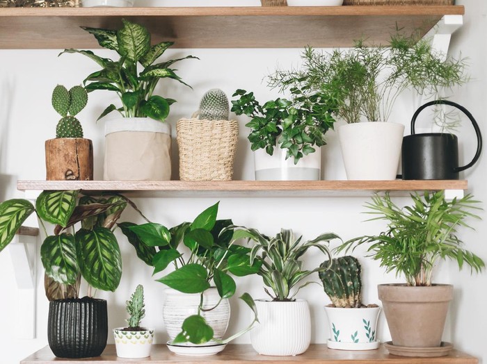 Stylish wooden shelves with green plants and black watering can. Modern room decor. Cactus, dieffenbachia, asparagus, epipremnum, calathea,dracaena,ivy, palm,sansevieria in pots on shelf