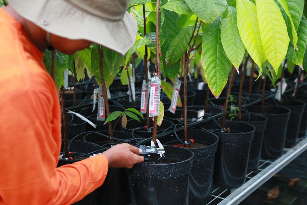Keren! Pasuruan Kini Punya Pusat Penelitian Kakao Canggih