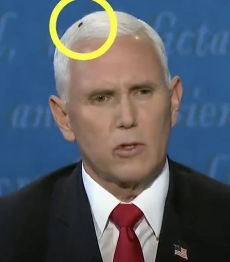 lalat yang mendarat di Mike Pence selama debat VP. Ist