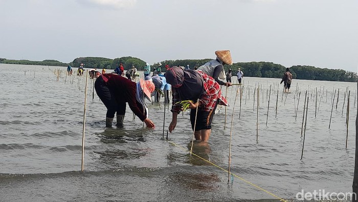 Penanaman mangrove di Desa Sawojajar Brebes, 8/10/2020