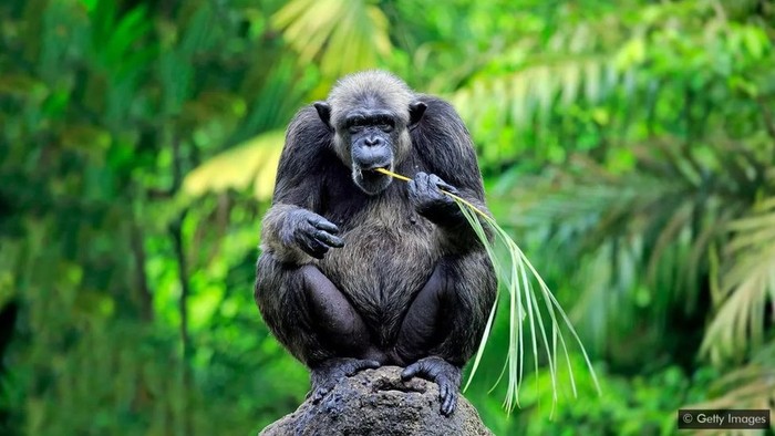 Simpanse: Apa yang membuat binatang ini bisa bertahan di tengah perubahan iklim?