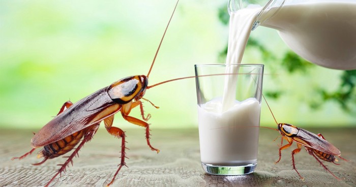 Susu Kecoa dan Susu Rusa, 5 Susu Ini Bukan Berasal dari Sapi
