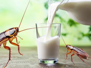 Susu Kecoak Disebut Bisa Jadi Alternatif Pangan Masa Depan