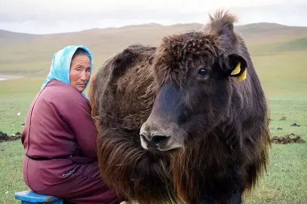 Susu Kecoa dan Susu Rusa, 5 Susu Ini Bukan Berasal dari Sapi