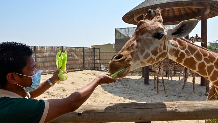 Taman Safari Dubai