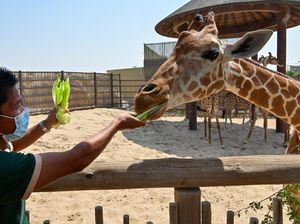 Taman Safari Dubai yang Dibangun di Bekas TPA Itu Buka Lagi