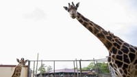 Populasi jerapah Rothschild yang terisolasi ditemukan di sabana, padang rumput, dan hutan terbuka Uganda dan Kenya, sementara beberapa hidup di kawasan lindung, seperti Taman Nasional Air Terjun Murchison di Uganda.