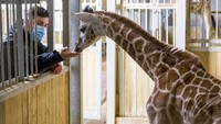 Bayi yang baru lahir secara resmi adalah Giraffa Camelopardalis Rothschildi, atau jerapah Rothshild, dinamai menurut nama pendiri Museum Sejarah Alam di Tring, Inggris Raya, Baron de Rothshild ke-2.