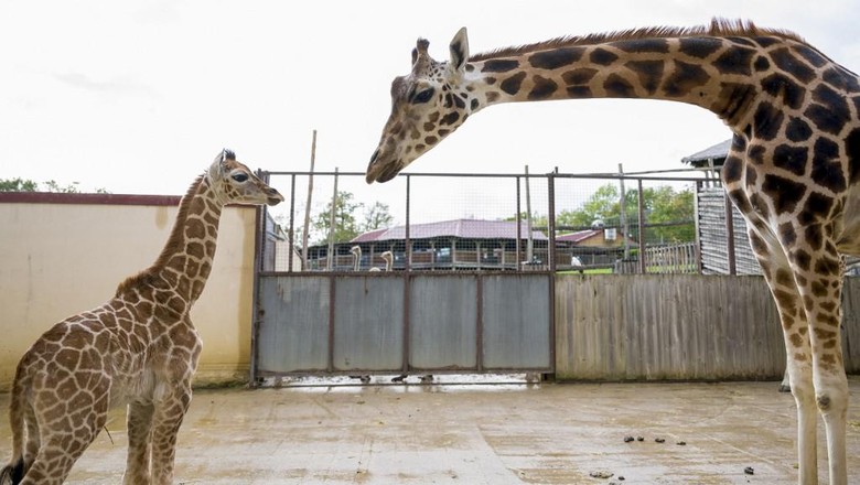 Anak gajah langka Jerapah Rothschild baru saja lahir. Dia menjadi jerapa yang lahir pertama dalam 30 tahun terakhir dengan dibantu entologis Thomas Grangeat di Kebun Binatang Amneville, selatan Prancis pada 28 September 2020. Jerapah itu betina dengan berat 57 kg dan tinggi 1,75 m (Photo by JEAN-CHRISTOPHE VERHAEGEN / AFP)