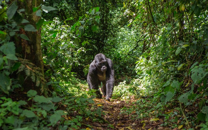 Gorila di Taman Nasional Uganda