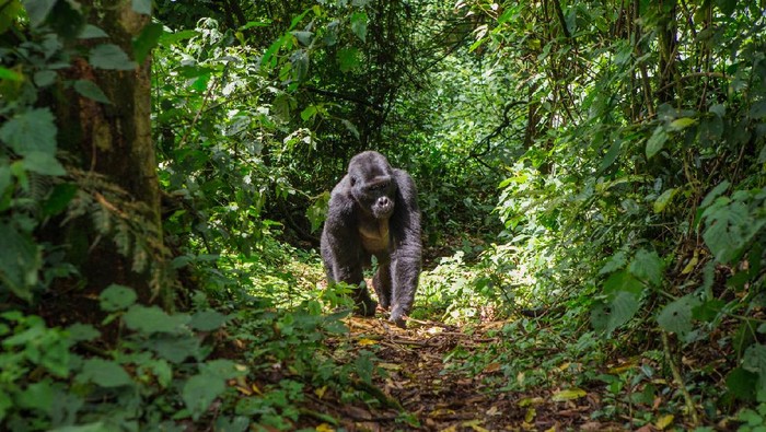 Gorila di Taman Nasional Uganda