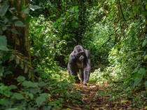 Trekking Melihat Gorila Gunung yang Bikin Jantung Deg-degan Parah!