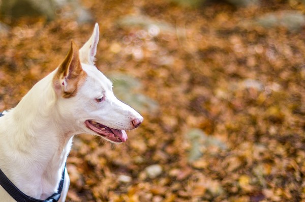 Anjing dan serigala berkerabat, tapi punya jalur evolusi sendiri-sendiri. ( Getty Images/iStockphoto/Eloi_Omella) Anjing dan serigala berkerabat, tapi punya jalur evolusi sendiri-sendiri. ( Getty Images/iStockphoto/Eloi_Omella)