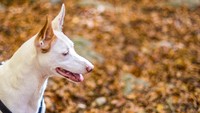 Anjing dan serigala berkerabat, tapi punya jalur evolusi sendiri-sendiri. ( Getty Images/iStockphoto/Eloi_Omella)
