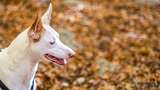 Pencinta Binatang Ungkap Hasil Visum Anjing Mati Serempak di Mandalika: Horor!