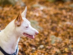 Terganggu Gonggongan Anjing Tetangga di Rumah Cluster, Harus Gimana Ya?