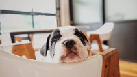 Anjing tidak bisa sahabatan dengan coklat. Karena, coklat mengandung theobromine yang tidak dapat dicerna anjing. Jadi, mengonsumsi coklat bisa sangat berbahaya bagi anjing karena bakal terjadi penumpukan racun di tubuhnya. Bahkan, itu bisa mematikan. ( Instagram)