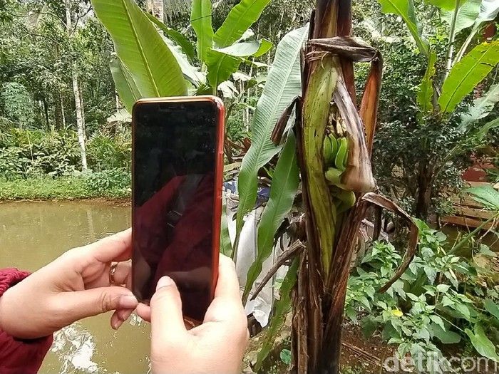 Berbuah Gantet dan Bertandan Seribu, 5 Fenomena Langka Pohon Pisang Unik
