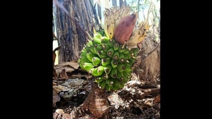 Berbuah Gantet dan Bertandan Seribu, 5 Fenomena Langka Pohon Pisang Unik