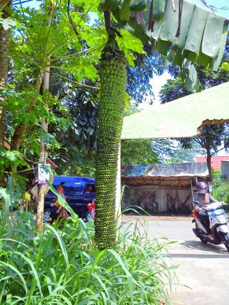 Berbuah Gantet dan Bertandan Seribu, 5 Fenomena Langka Pohon Pisang Unik