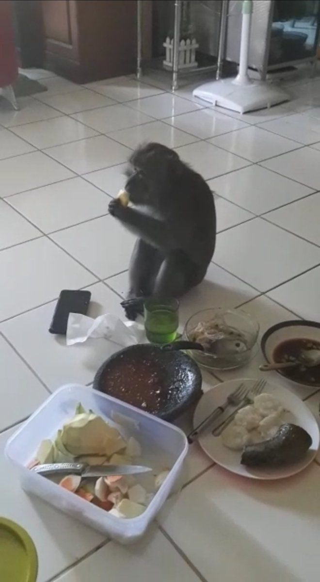 Santuy! Monyet Ini Masuk ke Dalam Rumah Untuk Ikut Ngerujak