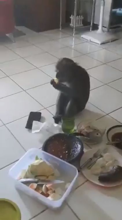 Santuy! Monyet Ini Masuk ke Dalam Rumah Untuk Ikut Ngerujak